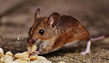 24 Hour & Emergency Exterminators in Watertown, WI